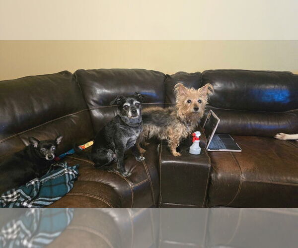 Medium Photo #7 Border Terrier-Pug Mix Puppy For Sale in Salt Lake City, UT, USA