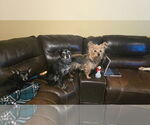 Small #6 Border Terrier-Pug Mix