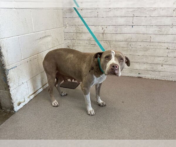 Medium Photo #1 American Pit Bull Terrier Puppy For Sale in San Bernardino, CA, USA