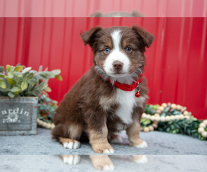 Medium Miniature Australian Shepherd