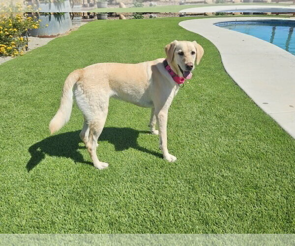 Medium Photo #3 Labrador Retriever Puppy For Sale in Clovis, CA, USA