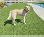 Small #2 Labrador Retriever