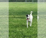 Small Retriever  Mix