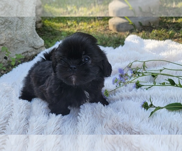 Medium Photo #1 Shih Tzu Puppy For Sale in BRANDON, FL, USA