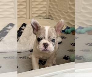 Medium French Bulldog