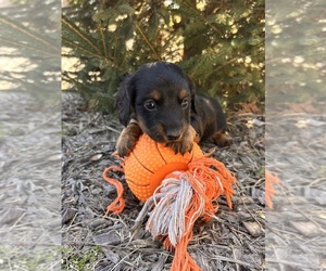 Dachshund Puppy for Sale in MIDDLEBURY, Indiana USA