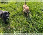 Small Photo #11 Wapoo Puppy For Sale in COLORADO SPGS, CO, USA