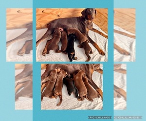 Mother of the Doberman Pinscher puppies born on 09/26/2022