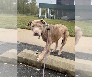 Catahoula Leopard Dog-Unknown Mix Dogs for adoption in Forestville, MD, USA