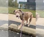 PEBBLE - Female Catahoula Leopard Dog-Unknown Mix Dog for Adoption - Small photo