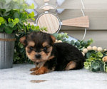 Small Photo #4 Yorkshire Terrier Puppy For Sale in BRYANT, IN, USA