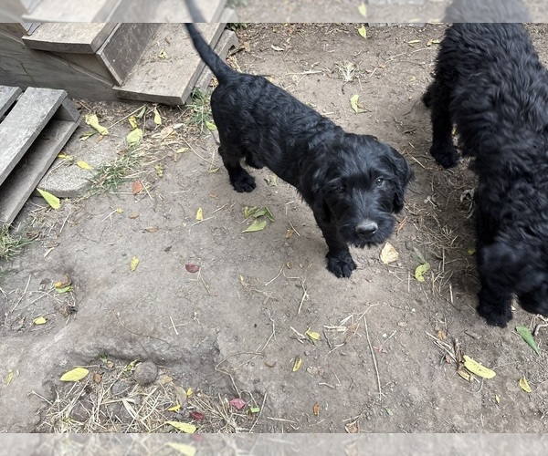 Medium Photo #1 Rottle Puppy For Sale in BATTLE GROUND, IN, USA