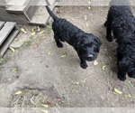 Puppy Puppy 4 Rottle