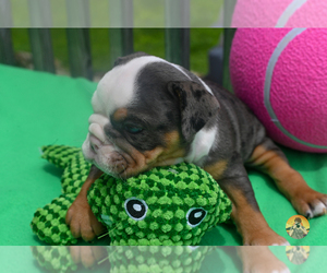 Medium Bulldog