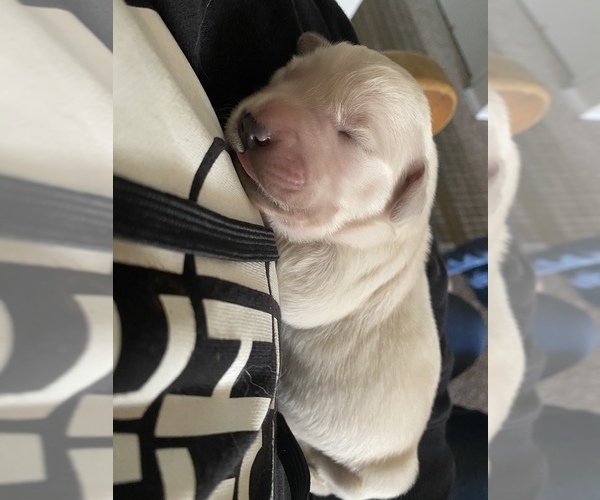 Medium Photo #3 Golden Retriever Puppy For Sale in ANAHEIM, CA, USA