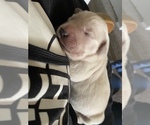 Small Photo #3 Golden Retriever Puppy For Sale in ANAHEIM, CA, USA