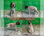 Small #2 German Shorthaired Pointer