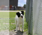 Small Border Collie