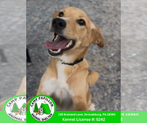 Shiba Inu-Unknown Mix Dogs for adoption in Stroudsburg, PA, USA
