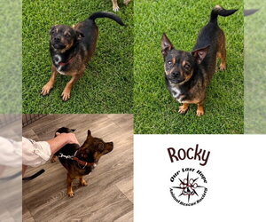 Chihuahua-Unknown Mix Dogs for adoption in Princeton, British Columbia, Canada