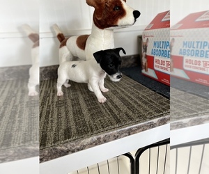 Jack Russell Terrier Puppy for sale in BELLE, MO, USA