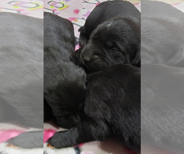 Medium Photo #24 Labrador Retriever Puppy For Sale in OLYMPIA, WA, USA