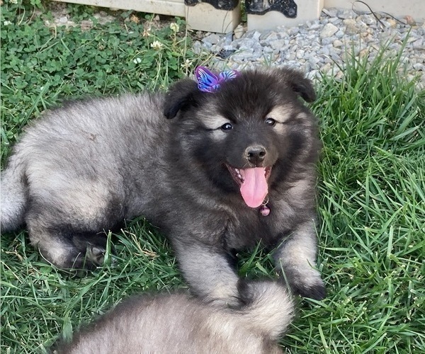 Medium Photo #2 Keeshond Puppy For Sale in GREENVILLE, OH, USA