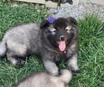 Small Photo #2 Keeshond Puppy For Sale in GREENVILLE, OH, USA