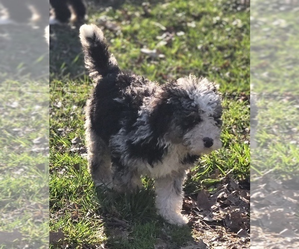 Medium Photo #7 Bernedoodle Puppy For Sale in GREENWOOD, IN, USA