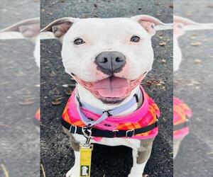 American Pit Bull Terrier Dogs for adoption in Santa Barbara, CA, USA