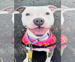 Small American Pit Bull Terrier