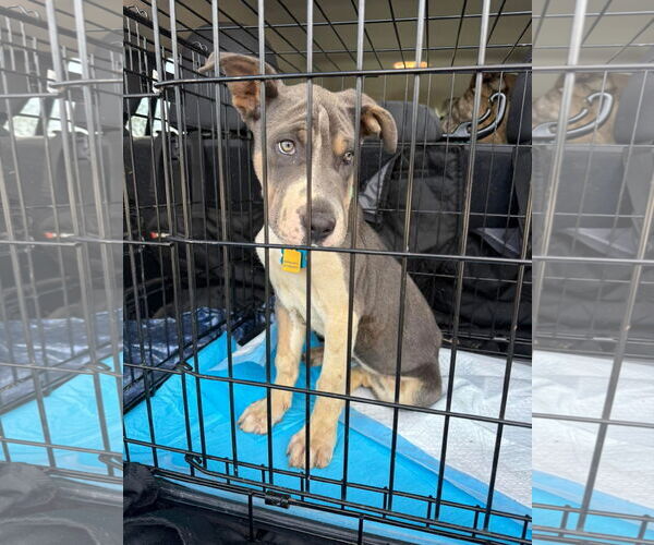 Medium Photo #4 Great Dane-Unknown Mix Puppy For Sale in Valrico, FL, USA