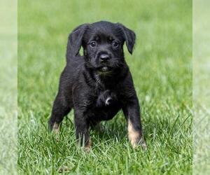 Labrador Retriever-Unknown Mix Dogs for adoption in San Diego, CA, USA