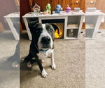 Small #5 American Pit Bull Terrier-American Staffordshire Terrier Mix