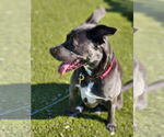 Small #22 Blue Lacy Mix