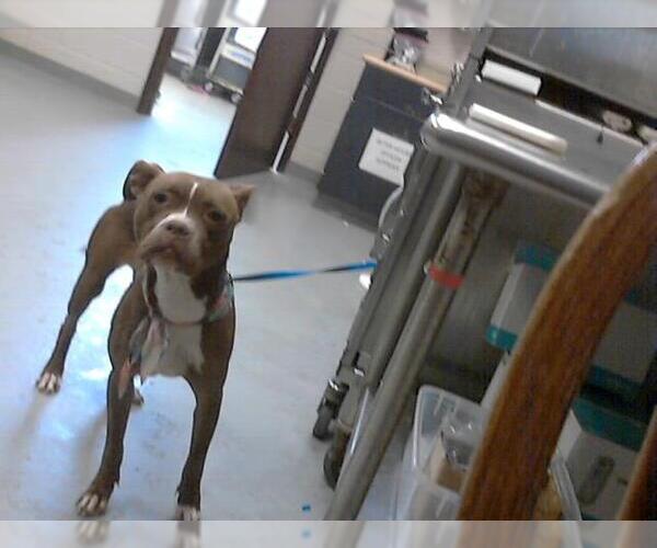 Medium Photo #1 American Pit Bull Terrier Puppy For Sale in Fayetteville, NC, USA