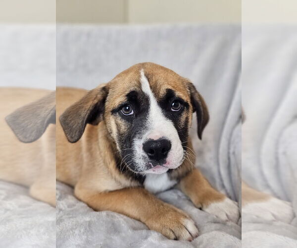 Medium Photo #1 Australian Shepherd-Bulldog Mix Puppy For Sale in McKinney, TX, USA