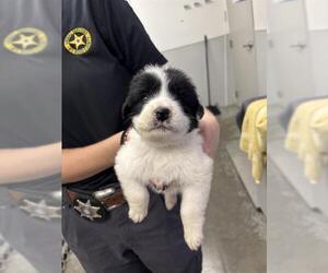 Great Pyrenees-Unknown Mix Dogs for adoption in Rosenberg, TX, USA