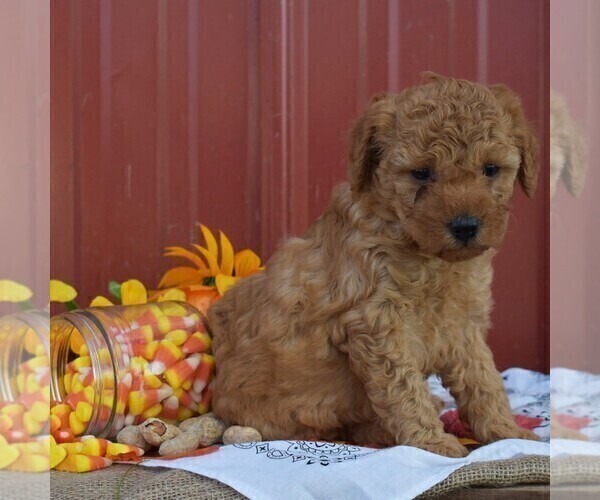 Medium Photo #3 Poodle (Miniature) Puppy For Sale in WOODWARD, PA, USA