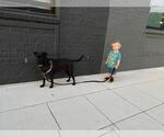 Small Photo #2 German Shepherd Dog-Unknown Mix Puppy For Sale in Yardley, PA, USA