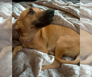 Dustee - Female Black Mouth Cur-Labrador Retriever Mix Dog for Adoption - Photo #3