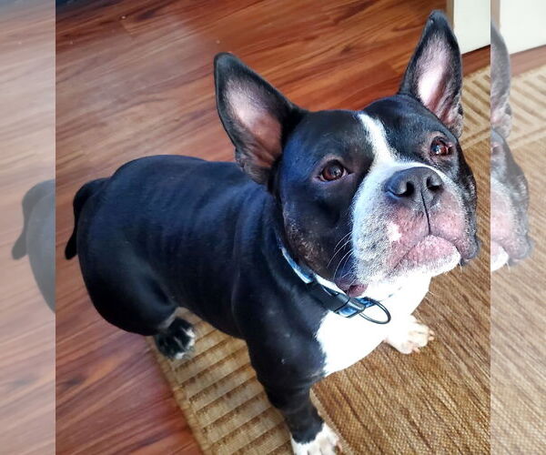 Medium Photo #8 Bulldog-Unknown Mix Puppy For Sale in Hillsboro, NH, USA