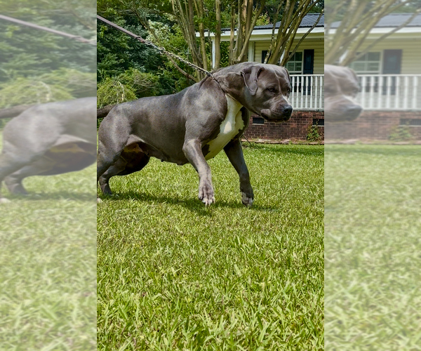 Medium Photo #1 American Bully Puppy For Sale in BEULAVILLE, NC, USA