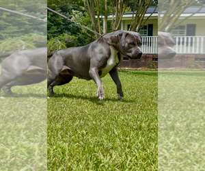 Mother of the American Bully puppies born on 07/09/2025