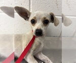 Small Chihuahua