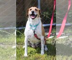 Small Photo #5 Beagle-Unknown Mix Puppy For Sale in Sanford, FL, USA