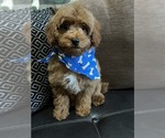 Small Photo #1 Cavapoo-Poodle (Toy) Mix Puppy For Sale in RICHMOND, IL, USA