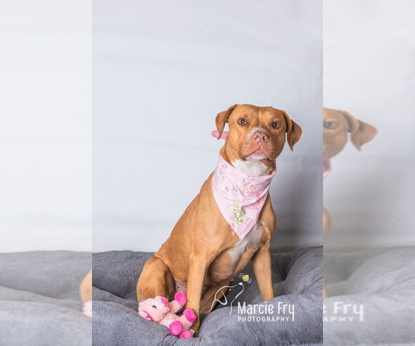 Medium Photo #19 American Staffordshire Terrier-Unknown Mix Puppy For Sale in Sanford, FL, USA