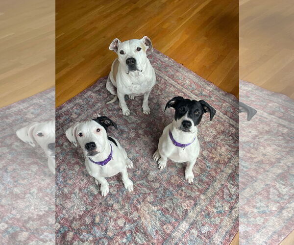 Medium Photo #10 American Pit Bull Terrier-Pointer Mix Puppy For Sale in Clinton , MI, USA