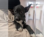 Small #11 Mutt
